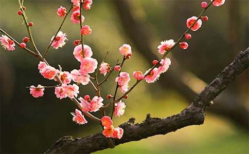 梅花原文、翻译及赏析