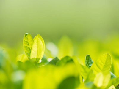 初一年级生物学习方法